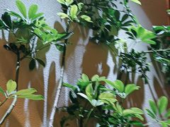 -奈雪的茶(石家庄万象城店)
