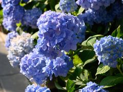 -溪岸路花鸟市场