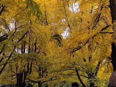 -四川大学(华西校区)