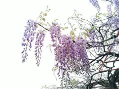 -嘉定紫藤园