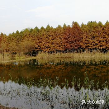 深秋的虎丘湿地公园，松针枯了，这是南方的四季难得的景