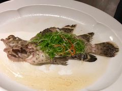 清蒸东星斑-伯衡55·吉品轩(乌鲁木齐南路店)