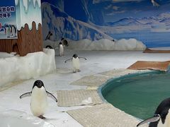 -海合安武汉极地海洋公园