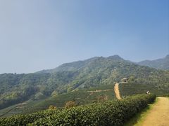 -龙坞茶村