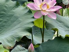-荔湾湖公园