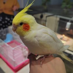 -Moni星球萌宠·小马宝莉·灵蛇·高端高阶全萌宠互动体验俱乐部(红豆国际广场店)