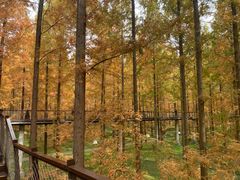 -黄海国家森林公园