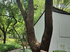 -上海醉白池公园