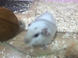 -Moni星球萌宠·小马宝莉·灵蛇·高端高阶全萌宠互动体验俱乐部(红豆国际广场店)