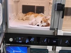 -喜多萌中农锦绣动物医院24H·猫科·牙科MRI·CT