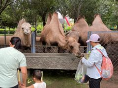 -长白岛森林公园