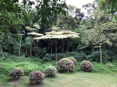 岛上植物-野狸岛