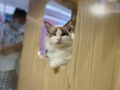 -屋虎猫馆(宝安大仟里店)