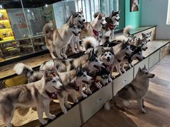 -Husky Go! 哈士奇体验馆·宠物咖啡厅狗咖