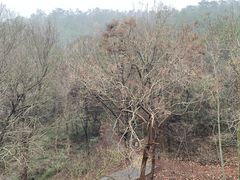 -南京市无想山景区