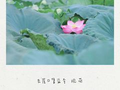 -崖口云吞(中堡店)