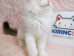 -十年猫舍·猫咪专门店(普陀店)