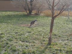 -新疆天山野生动物园