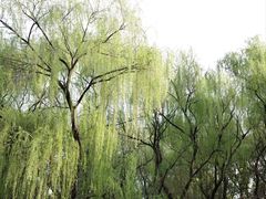 -同里国家湿地公园