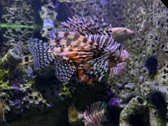 -太平洋海底世界