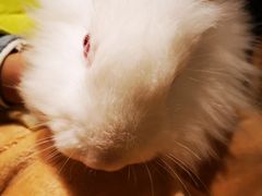 -猫猫幼稚园·撸猫·桌游·电玩