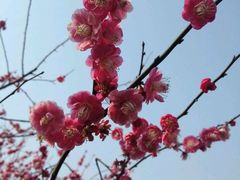 -潮府馆·非遗潮州菜·港式点心(世纪公园店)