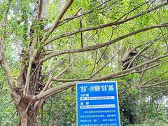 -广东茂名森林公园