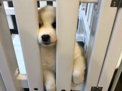 -熊小胖宠物生活馆(天华园店)
