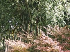 -水绘园