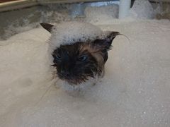 -PETKIT小佩宠物(古北店)