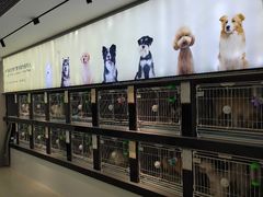 -翊宠yipet猫狗购宠庄园犬舍•猫舍