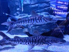 -成都浩海立方海洋公园