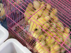 -双季花艺园艺市场(浦东店)