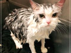 -Pets First伊珊娜洗护·精致美容·家庭式寄养(新会路店)
