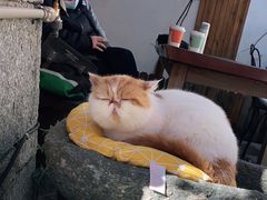 -喵屿·大理花园猫咖