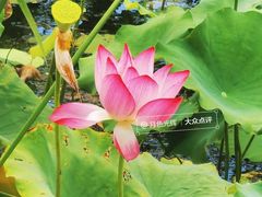 -野鸭湖国家湿地公园