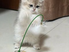 -瑞派康怡24h宠物医院·犬猫医疗中心·微创绝育(瑞景分院)