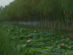 -西青郊野公园