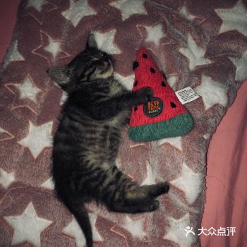 小霸王特辑 还是睡着的样子可可爱爱