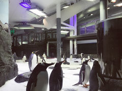 -悉尼海洋生物水族馆
