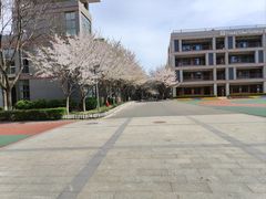 -金陵中学(河西分校)