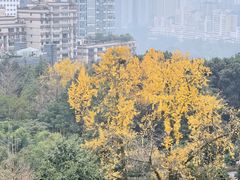 -鹅岭公园瞰胜楼