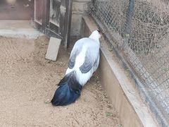 -石家庄市动物园