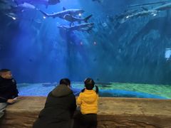 -华夏文旅海洋公园