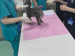 -北京观赏动物医院·24小时大型综合·猫专科·异宠专科