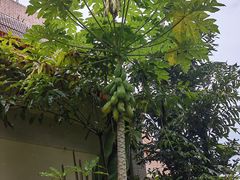 -中国科学院西双版纳热带植物园