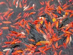 -重元寺香积厨素斋馆