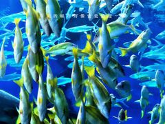 -海合安武汉极地海洋公园