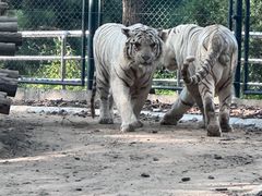 -北京野生动物园