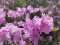 -沈阳植物园